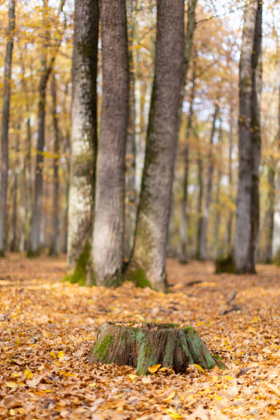 istock Beautiful scenery in a mountain forest with colorful autumn foliage 1164826558