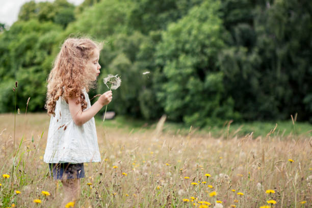 Dandelion Blow A little girl is blowing a dandelion in a meadow innocence stock pictures, royalty-free photos & images
