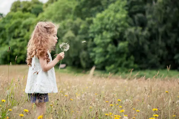 A little girl is blowing a dandelion in a meadow