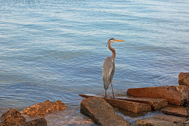 istock Great blue heron on the gulf 1164828389