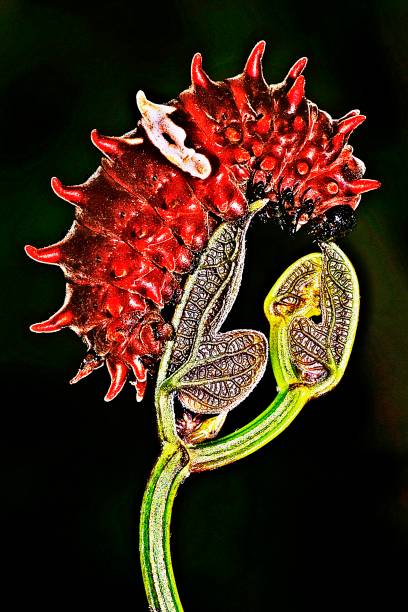 istock Common Rose caterpillar on green leaf. 1164828505