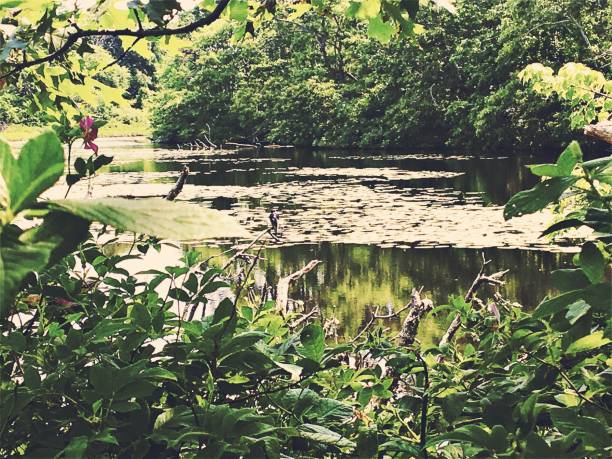 Pond and Foliage - Vintage Style