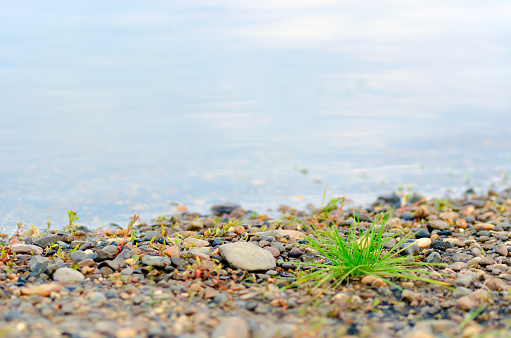 A lone tuft of wild green grass grows among the coastal pebbles on the background of the blurred river with the reflection of the sky.