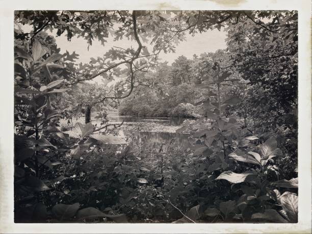 istock Pond and Foliage - Vintage Style 1164829445