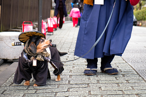 Kyoto, Japan - March 16 2019: Street performance of a dog and its owner dressed up in anicent samurai.