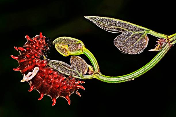 istock Common Rose caterpillar on green leaf. 1164829928