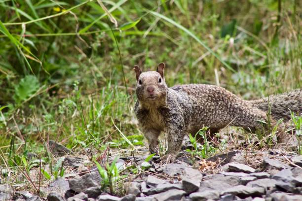 istock Squirrel Day at the park 1164831195