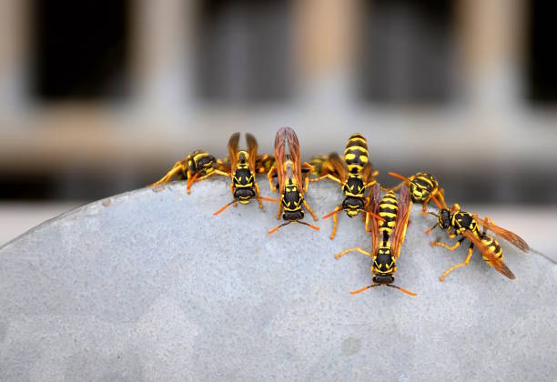 A colony of paper wasps gathered at a water source