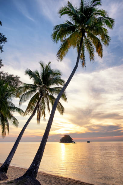 istock Serene idyllic image of coconut tree on an island 1164831979
