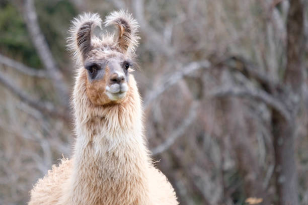 istock A New Zealand white alpaca. 1164832102