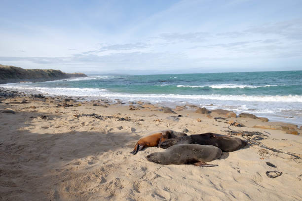 New Zealand fur seals A seal resting on the sandy beach. Enjoy a close encounter with New Zealand fur seals in their natural habitat on the wild west coast of the South Island. colony territory photos stock pictures, royalty-free photos & images