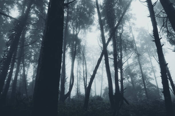 istock In the mist and rain forest, darkness 1164833991