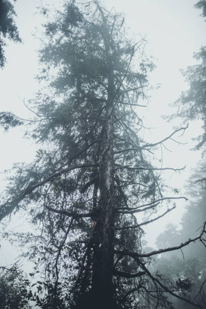 istock In the mist and rain forest, darkness 1164834001