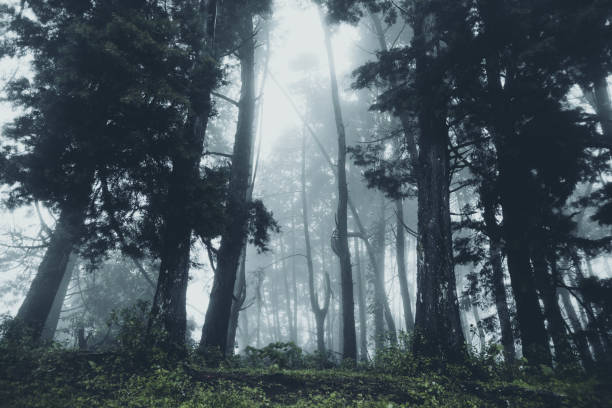 istock In the mist and rain forest, darkness 1164834012