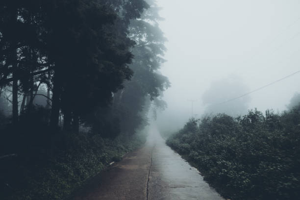istock In the mist and rain forest, darkness 1164834088