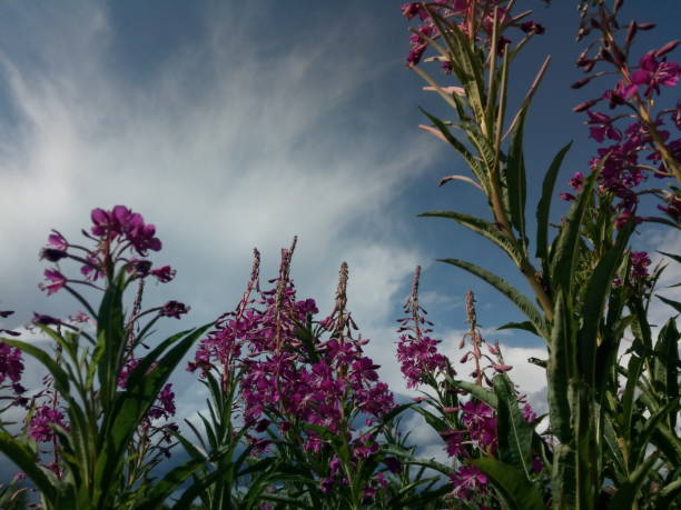istock Flowers of fireweed against a cloudy sky. 1164835804