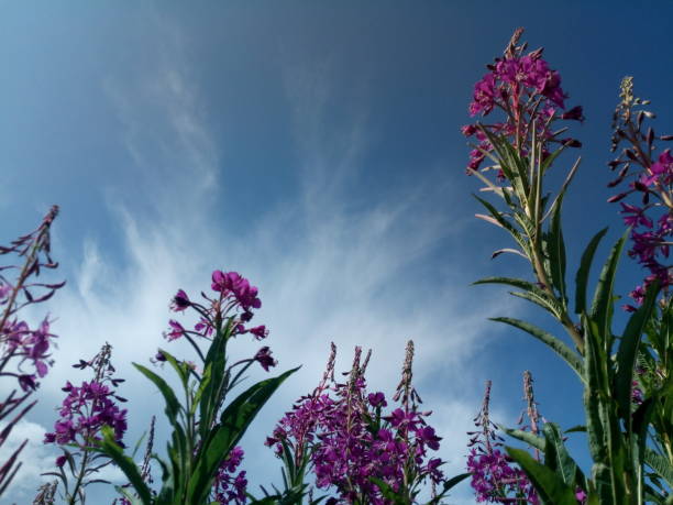 istock Flowers of fireweed against a cloudy sky. 1164835826