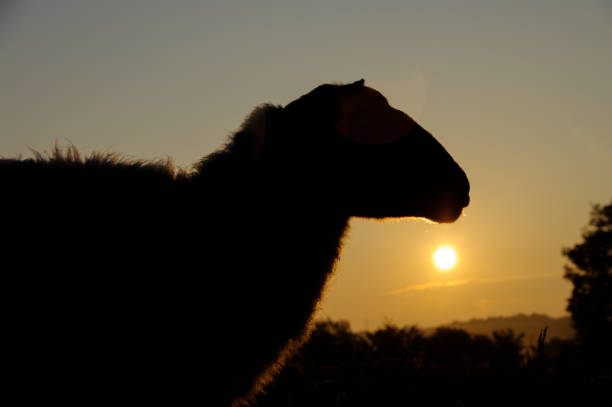 istock Flock of sheep at sunrise 1164835998
