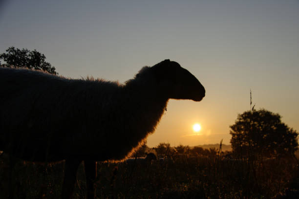 istock Flock of sheep at sunrise 1164836004