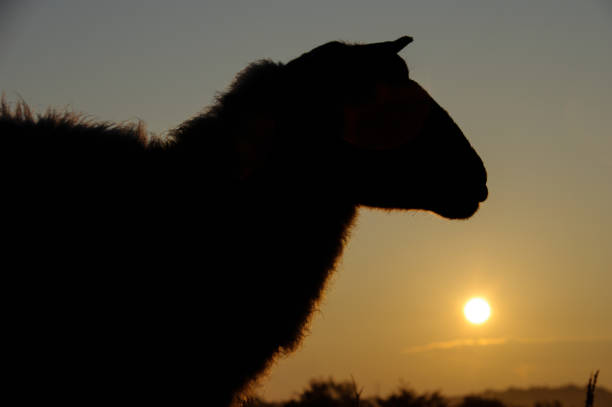 istock Flock of sheep at sunrise 1164836005