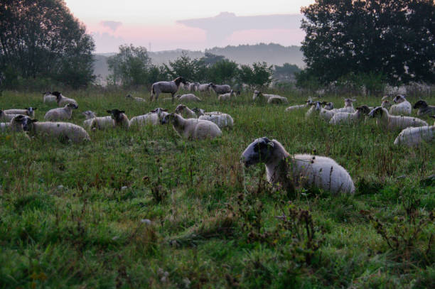 istock Flock of sheep at sunrise 1164836051