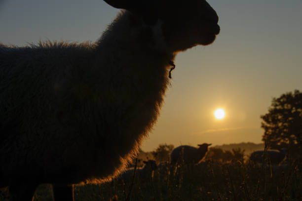 istock Flock of sheep at sunrise 1164836103