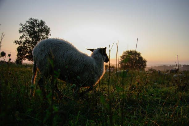 istock Flock of sheep at sunrise 1164836197