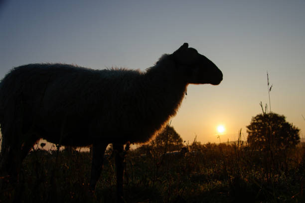 istock Flock of sheep at sunrise 1164836216