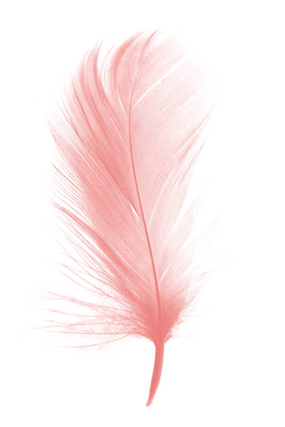 Coral pink feather on white background