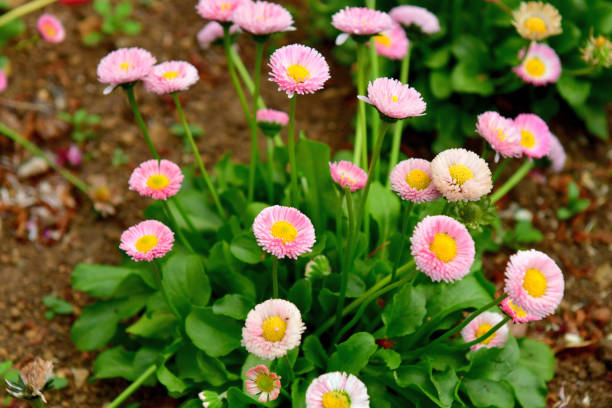 daisy de varios colores - daisy multi colored flower bed flower fotografías e imágenes de stock