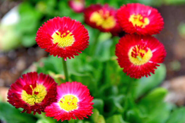 istock Daisy of Various Colors 1164836944