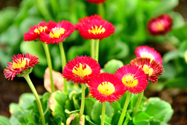 istock Daisy of Various Colors 1164837019