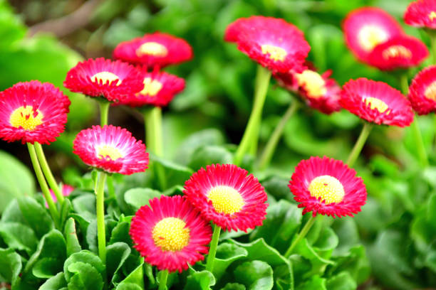 istock Daisy of Various Colors 1164837031