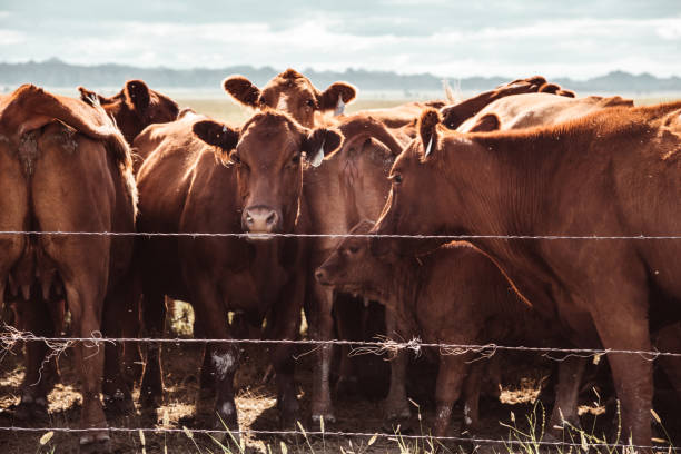 istock livestock in south dakota 1164837064