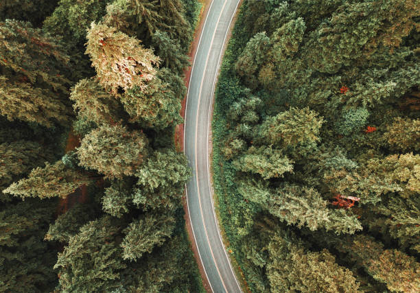 istock winding road in the forest on north america 1164837170