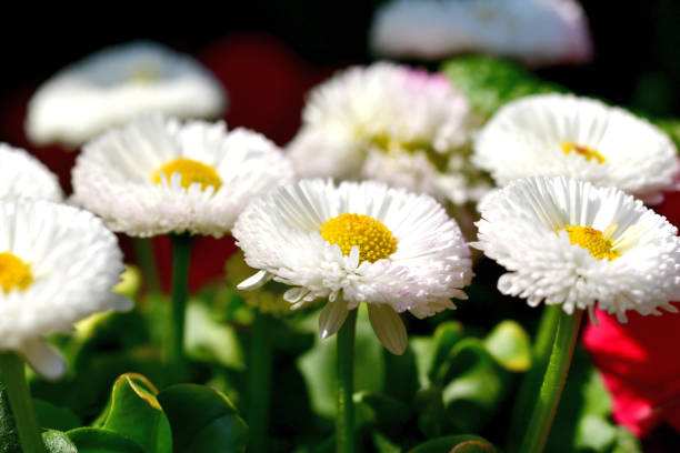 daisy de varios colores - daisy multi colored flower bed flower fotografías e imágenes de stock
