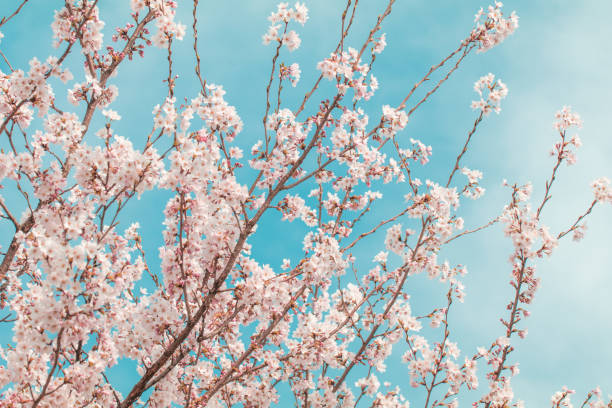 istock Beautiful cherry blossom or sakura in spring time ,Japan. 1164837967