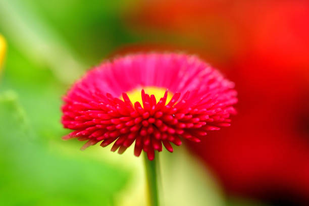 Wild flower,China,Asia.Spring.