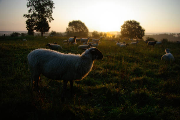 istock Flock of sheep at sunrise 1164838027