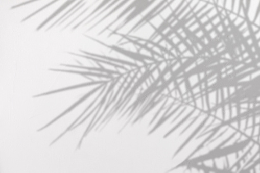 Gray shadow of natural palm leaves on a white concrete textured wall