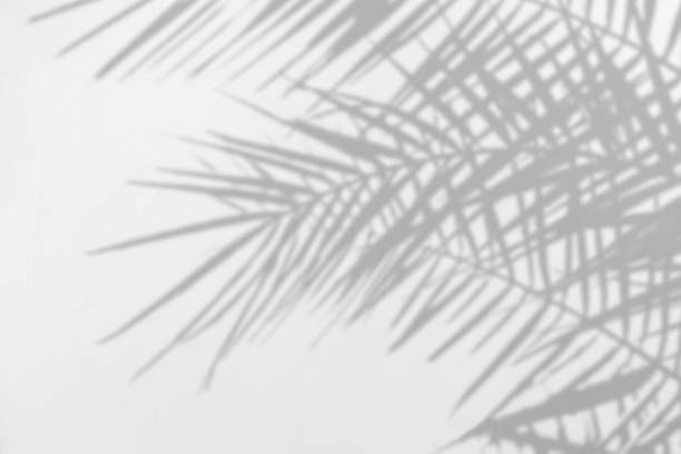 Photo of Gray shadow of natural palm leaves on a white concrete textured wall