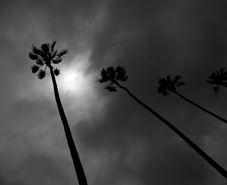 Palm Trees in a row,  Santa Monica California