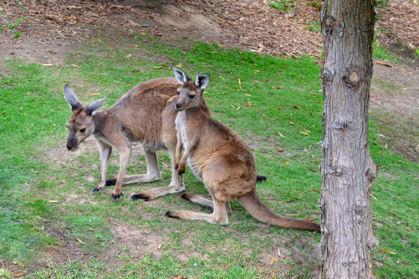 Two red kangaro friends bonding outdoors on grass (Macropus rufus)