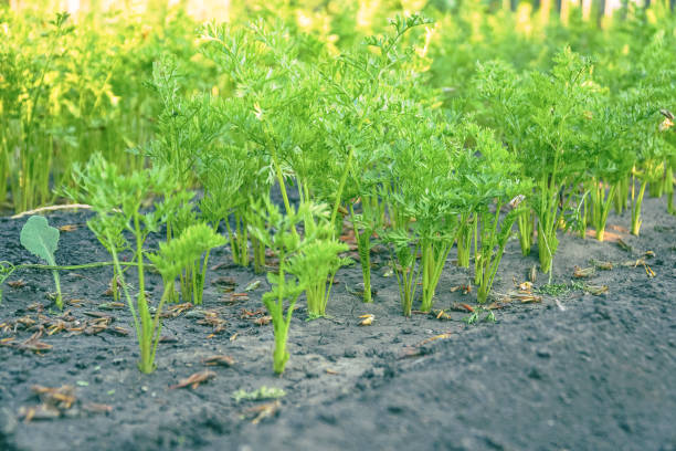 Carrot shoots in the garden on the bed