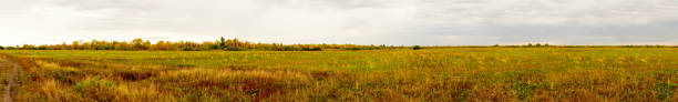 istock Panorama of a large autumn meadow on cloudy day 1164840080