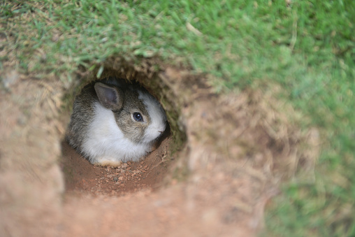 Baby rabbit live in the soil cavity.