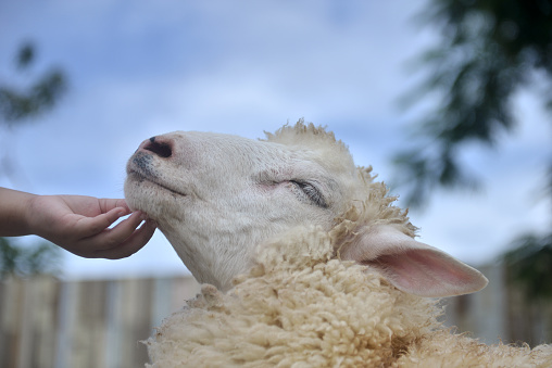 A sheep are scratching the chin by the child's hand.