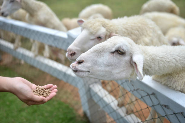 кормление овец молодой женщиной рукой. - sheep child farm livestock стоковые фото и изображения