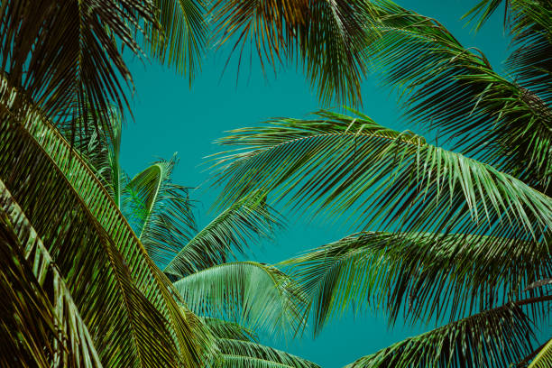 istock Coconut palm tree foliage under sky. Vintage background. Retro toned poster. 1164842605