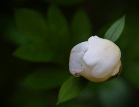 Exquisite white peony bud Paeonia against dark green symmetry of leafy background.